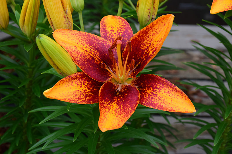Lilium Lily Lily Looks Tiny Orange Sensation