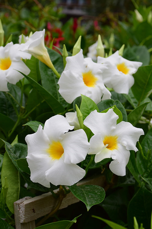 Dipladenia Madinia White - 5" Premium Annual
