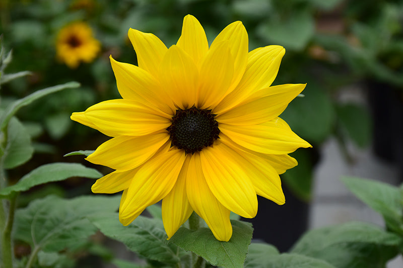 Sunflower Sunfinity Yellow Dark Eye - 8" Planter