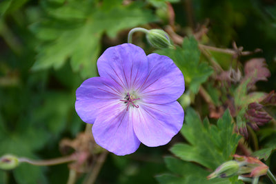 Geranium Cranesbill Rozanne
