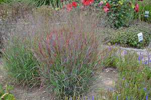 Panicum Switchgrass Cheyenne Sky