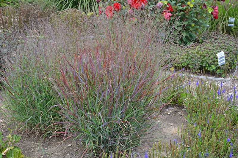 Panicum Switchgrass Cheyenne Sky