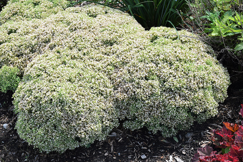 Sedum Stonecrop Rock'n Round Bundle Of Joy - 6" Perennial