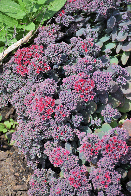 Sedum Stonecrop Rock'n Grow Superstar - 6" Perennial