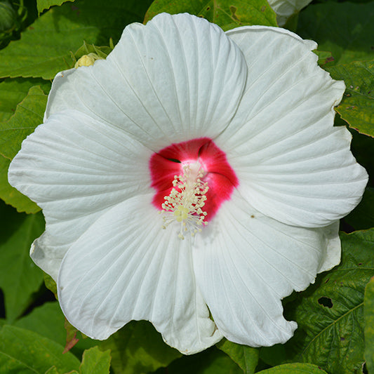 Hibiscus Rose Mallow Luna White