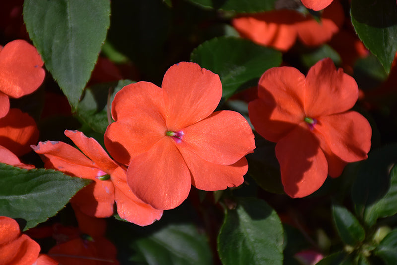 Impatiens Beacon Salmon - 4 Pack Annual