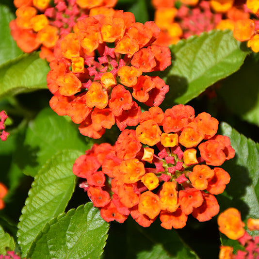 Lantana Hot Blooded Red - 8" Planter