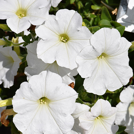 Petunia Easy Wave White - 6 Pack Annual