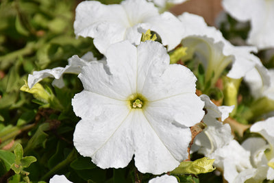 Petunia Pretty Grand White - 4 Pack Annual