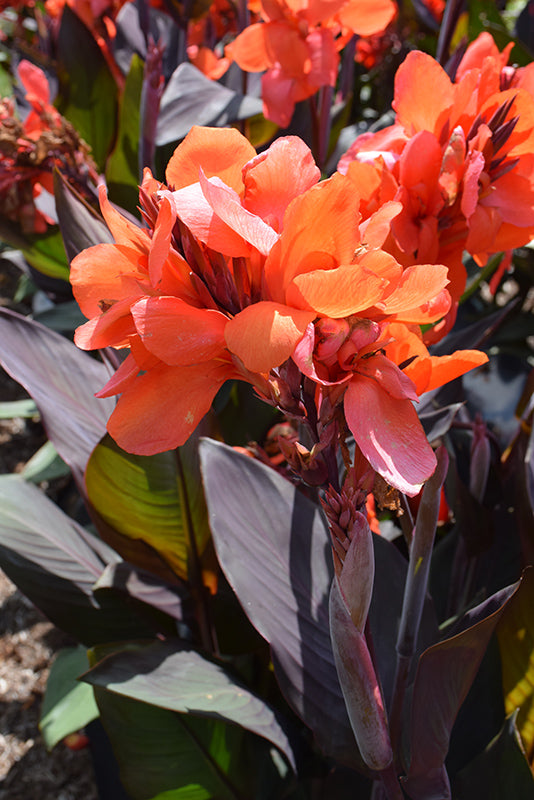 Canna Cannova Bronze Orange - 8" Planter