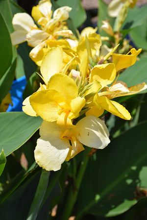 Canna Toucan Yellow - 1 Gallon Proven Winners Annual
