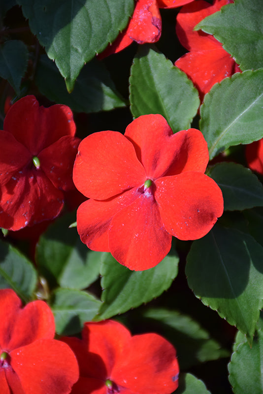 Impatiens Beacon Bright Red - 4 Pack Annual