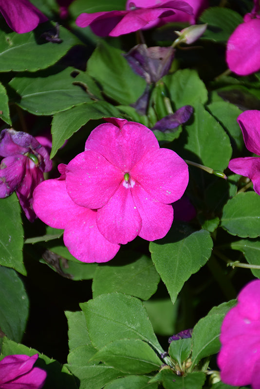 Impatiens Beacon Violet Shades - 4 Pack Annual