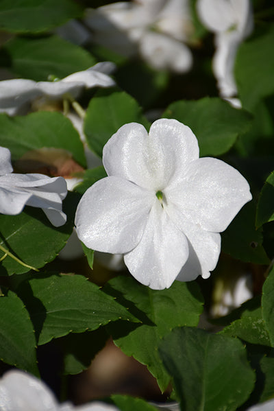 Impatiens Beacon White - 4 Pack Annual