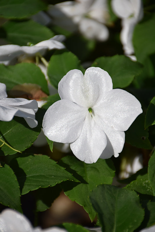 Impatiens Beacon White - 4 Pack Annual