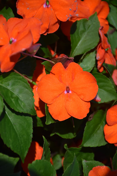 Impatiens Beacon Orange - 4 Pack Annual