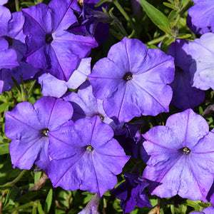 Petunia Easy Wave Lavender Sky Blue - 11" Hanging Basket