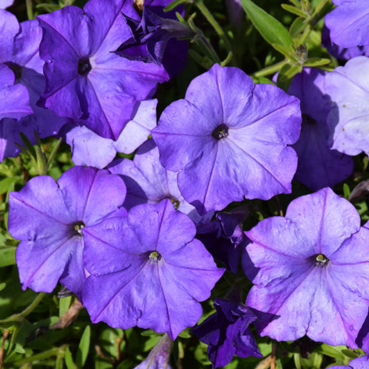 Petunia Easy Wave Lavender Sky Blue - 11" Hanging Basket