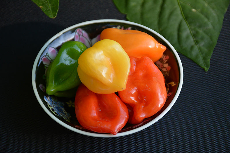 Pepper Trinidad Scorpian - 4" Potted Vegetable