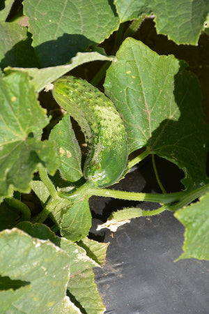 Cucumber Bush Pickle - 4" Potted Vegetable