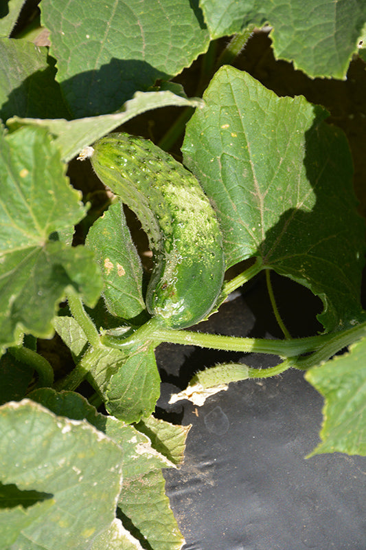 Cucumber Bush Pickle - 4" Potted Vegetable