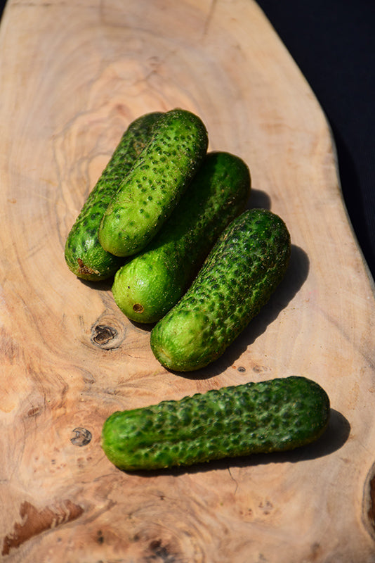 Cucumber Gherkin - 4" Potted Vegetable