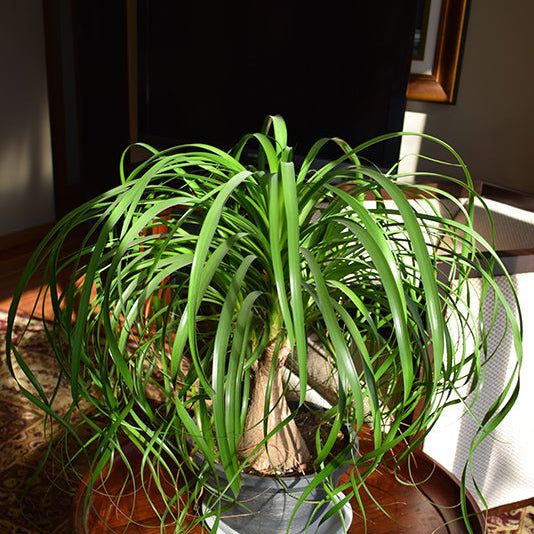 Pony Tail Palm - Beaucarnea recurvata - 4" Pot