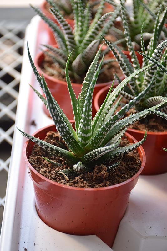 Haworthia Big Band - 2.5" Succulent