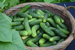 Cucumber Kirby Pickle - 4" Potted Vegetable