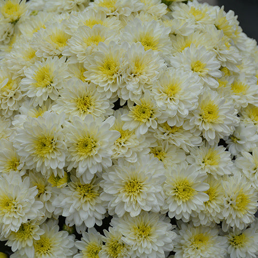 Jacqueline Pearl - 5" Potted Garden Mum