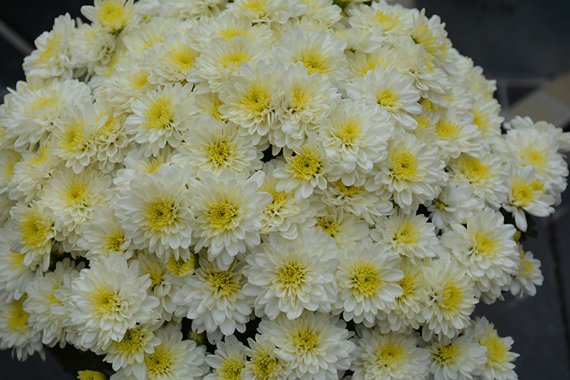 Jacqueline Pearl - 5" Potted Garden Mum