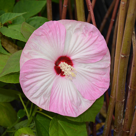 Luna Pink Swirl Hardy Hibiscus - 9" Perennials