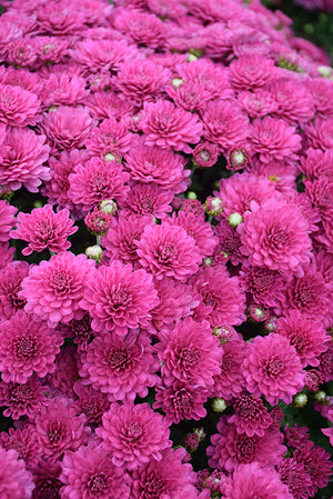 Danielle Purple - 8"x6" Potted Garden Mum