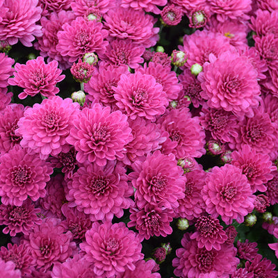 Danielle Purple - 8" Garden Mum Hanging Basket