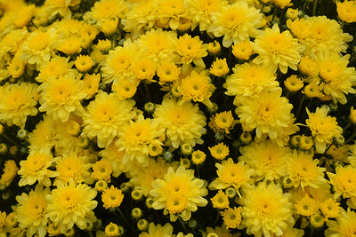 Chelsey Yellow - 9"x6" Potted Garden Mum