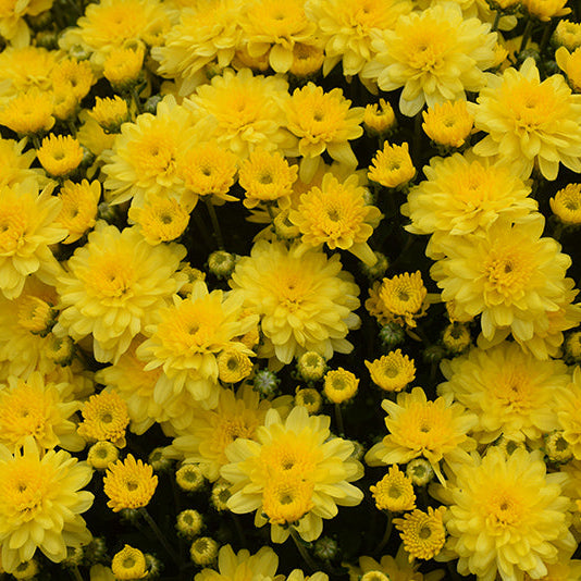 Chelsey Yellow - 11" Garden Mum Hanging Basket