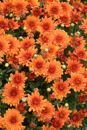 Sunset Orange - 8"x5" Potted Garden Mum