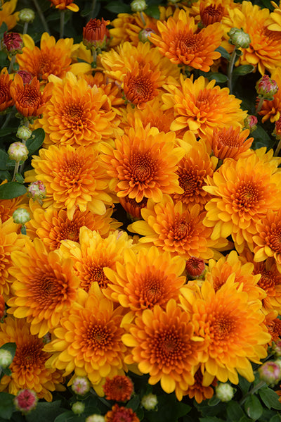 Fireglow Bronze - 5" Potted Garden Mum