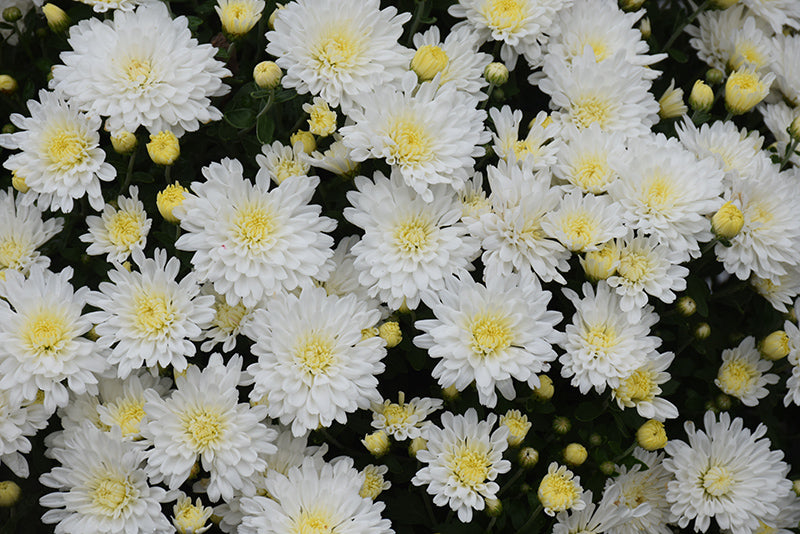 Bridal White - 9"x6" Potted Garden Mum