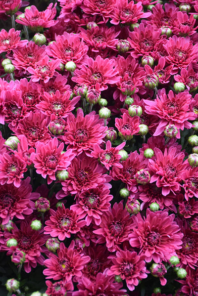 Stellar Purple - 9"x6" Potted Garden Mum