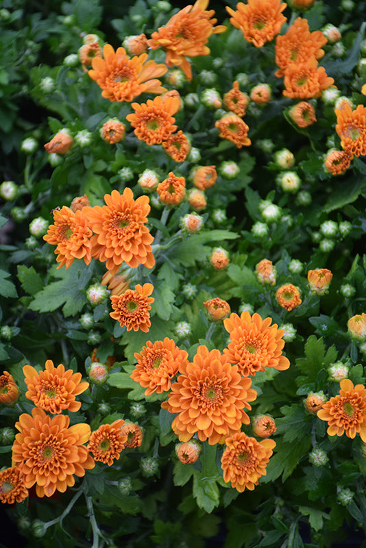 Mumosa Orange - 9"x6" Potted Garden Mum