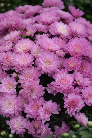 Gigi Pink Dark - 5" Potted Garden Mum