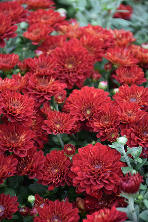 Samantha Red - 8"x6" Potted Garden Mum