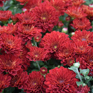 Samantha Red - 11" Garden Mum Hanging Basket