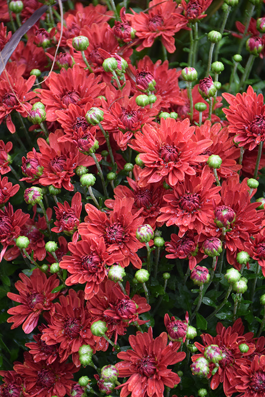 Mumma Mia Red - 9"x6" Potted Garden Mum
