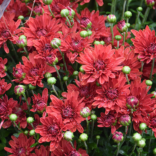 Mumma Mia Red - 9"x6" Potted Garden Mum