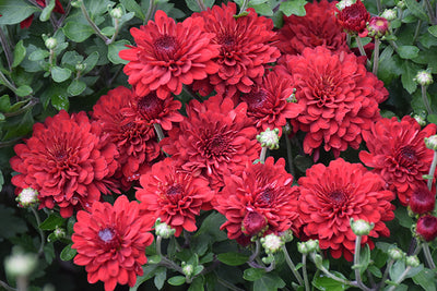 Radiant Red - 8"x6" Potted Garden Mum