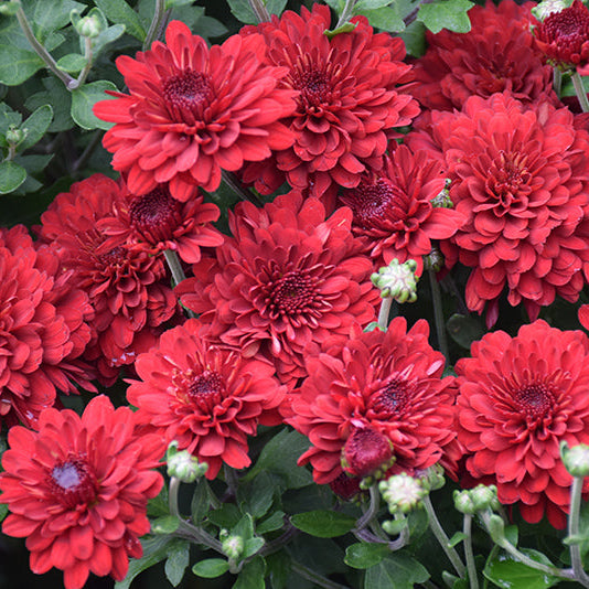Radiant Red - 11" Garden Mum Hanging Basket