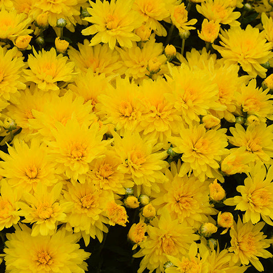 Honeyblush Yellow - 8"x5" Potted Garden Mum
