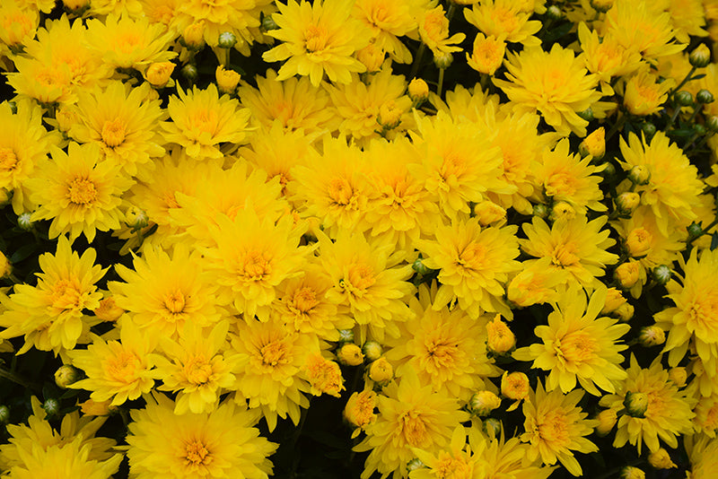 Honeyblush Yellow - 8"x5" Potted Garden Mum